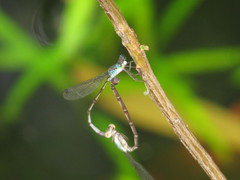 Indolestes tenuissimus