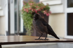 Corvus monedula