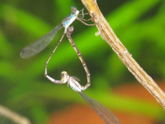 Indolestes tenuissimus