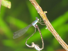 Indolestes tenuissimus