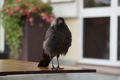 Corvus monedula
