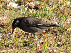 Spodiopsar cineraceus