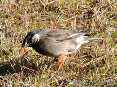 Spodiopsar cineraceus