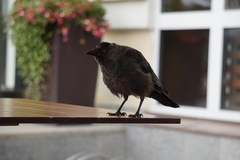 Corvus monedula
