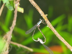 Indolestes tenuissimus
