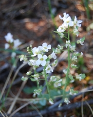 Noccaea cochleariformis