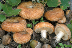 Lactarius mairei