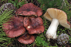 Russula cessans