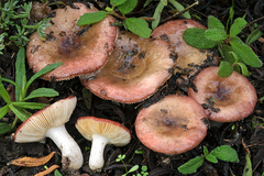Russula tyrrhenica