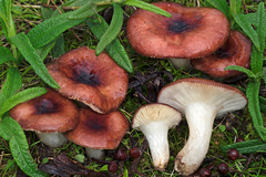Russula tyrrhenica