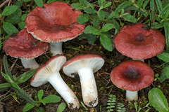 Russula tyrrhenica