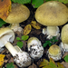 Deathcap - Photo (c) Federico Calledda, some rights reserved (CC BY-NC)