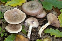 Lactarius luridus