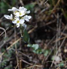 Noccaea cochleariformis