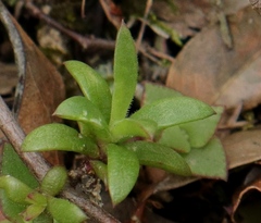 Delosperma affine