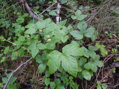 Rubus humulifolius