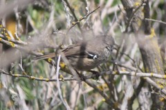 Sericornis maculatus