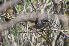 Sericornis maculatus