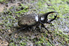 Dynastes moroni