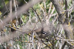 Sericornis maculatus