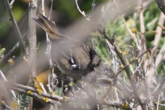 Sericornis maculatus