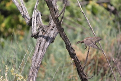 Sericornis maculatus