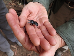Pachyodontus languidus