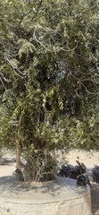 Salvadora oleoides