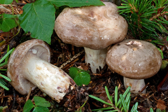 Lactarius luridus