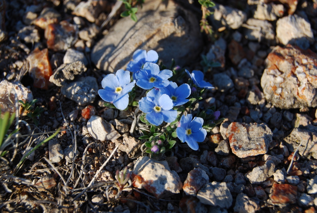 Eritrichium jenisseense