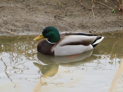 Anas platyrhynchos