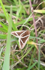 Chalciope delta
