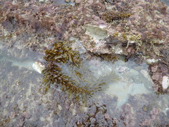 Sargassum sinclairii