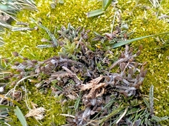 Chaerophyllum colensoi