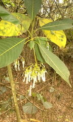Palicourea lineariflora