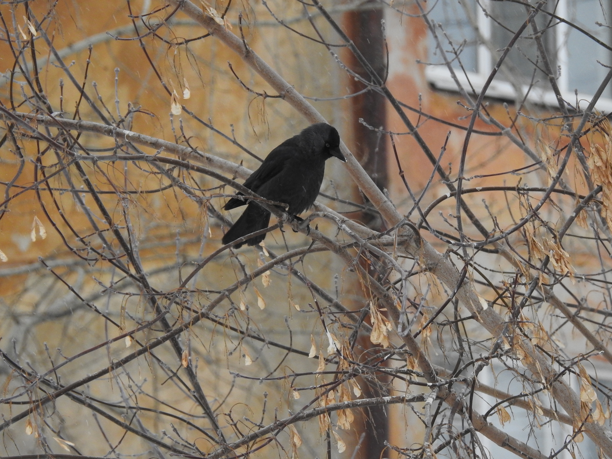 Western Jackdaw