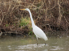 Ardea alba