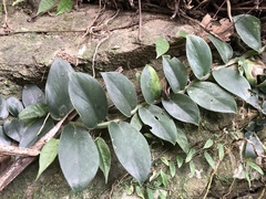 Rhaphidophora hongkongensis