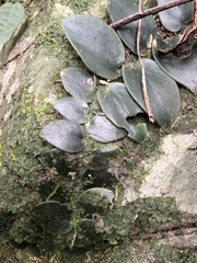 Rhaphidophora hongkongensis