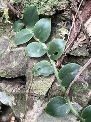 Rhaphidophora hongkongensis