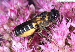 Megachile dinura