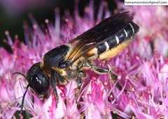 Megachile dinura