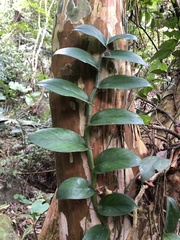 Rhaphidophora hongkongensis