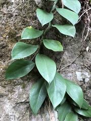 Rhaphidophora hongkongensis