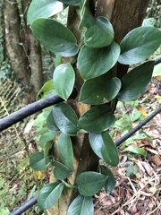 Rhaphidophora hongkongensis