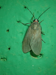 Episcepsis hypoleuca image