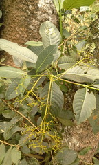 Palicourea lineariflora