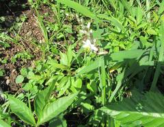 Chlorophytum angulicaule