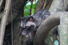 Paradoxurus musangus