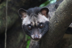 Paradoxurus musangus